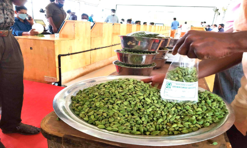 Prices fall Cardamom growers worried