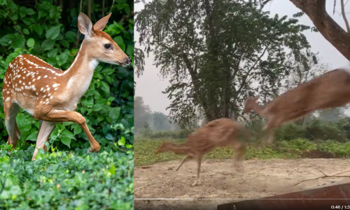 ഇവർക്കുമുണ്ടോ ഇടതുപക്ഷവും വലതുപക്ഷവും? വൈറലായി സ്വാതന്ത്ര്യത്തിലേക്ക് കുതിച്ചുപായുന്ന മാന്‍കൂട്ടം