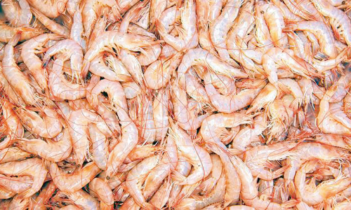 കു​വൈ​ത്തി​ൽ ജ​നു​വ​രി ഒ​ന്നു​മു​ത​ൽ സ​മു​ദ്ര​പ​രി​ധി​യി​ൽ ചെ​മ്മീ​ൻ വേ​ട്ട​ക്ക്​ വി​ല​ക്ക്​