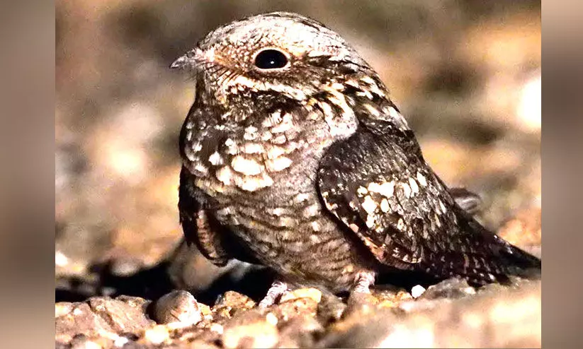 അപൂര്‍വ ഇനം പക്ഷിയെ കണ്ടെത്തി