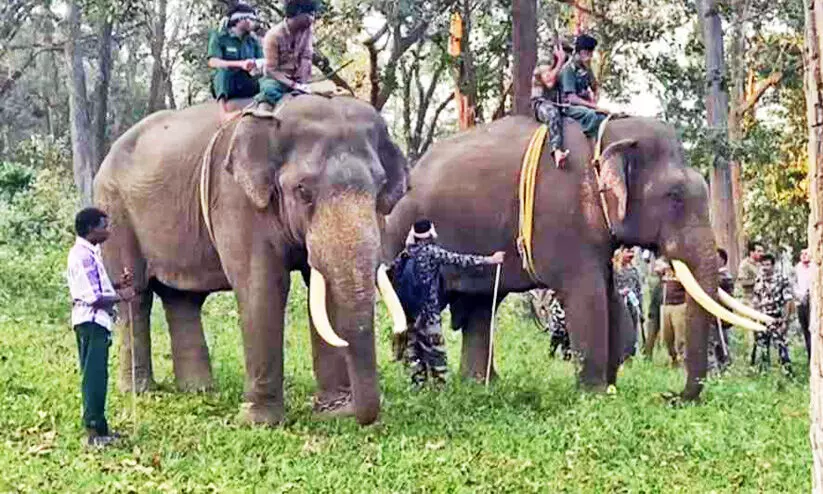 കടുവയെ പിടിക്കാനുള്ള ദൗത്യം വിജയിച്ചില്ല; കുങ്കിയാനകൾ മടങ്ങി