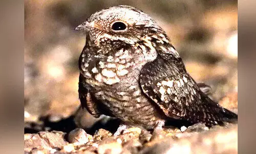 അപൂര്‍വ ഇനം പക്ഷിയെ കണ്ടെത്തി