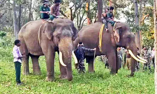 കടുവയെ പിടിക്കാനുള്ള ദൗത്യം വിജയിച്ചില്ല; കുങ്കിയാനകൾ മടങ്ങി