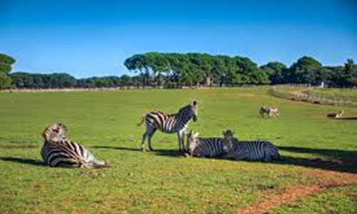 റി​യാ​ദ്​ സ​ഫാ​രി പാ​ർ​ക്ക്​ ജ​നു​വ​രി 16 വ​രെ സ​ന്ദ​ർ​ശി​ക്കാം