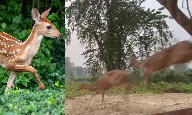 കാട്ടിലേക്ക് തിരികെയെത്തിയ സന്തോഷത്തിൽ കുതിച്ചുപായുന്ന മാന്‍കൂട്ടത്തിന്‍റെ ദൃശ്യങ്ങൾ വൈറൽ