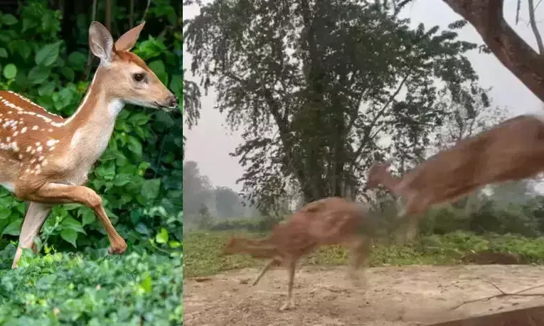 കാട്ടിലേക്ക് തിരികെയെത്തിയ സന്തോഷത്തിൽ കുതിച്ചുപായുന്ന മാന്‍കൂട്ടത്തിന്‍റെ ദൃശ്യങ്ങൾ വൈറൽ