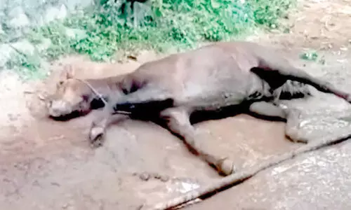 പൂക്കോട് സർവകലാശാല ഫാമിൽ കുതിര ചത്തു; പേ വിഷബാധയെന്നു സംശയം