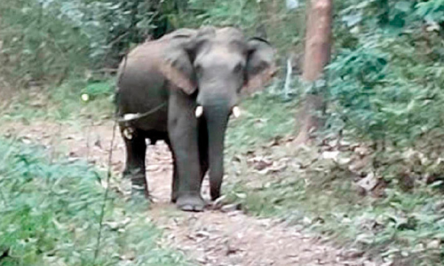 പനന്തോട്ടത്ത് കാട്ടാന കൃഷി നശിപ്പിച്ചു