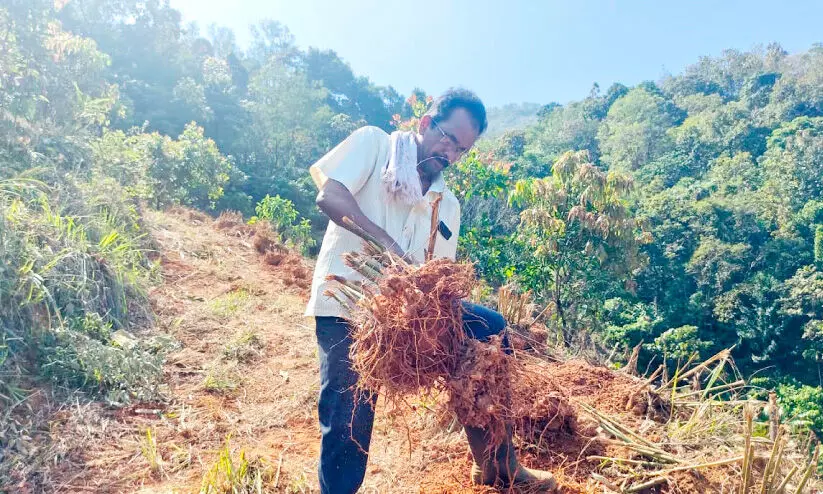 വന്യമൃഗങ്ങൾ തൊടാത്ത കൃഷിയിറക്കി കർഷകരുടെ തന്ത്രം; നൂറുമേനി വിജയം വന്യമൃഗങ്ങൾ തൊടാത്ത കൃഷിയിറക്കി കർഷകരുടെ തന്ത്രം; നൂറുമേനി വിജയം