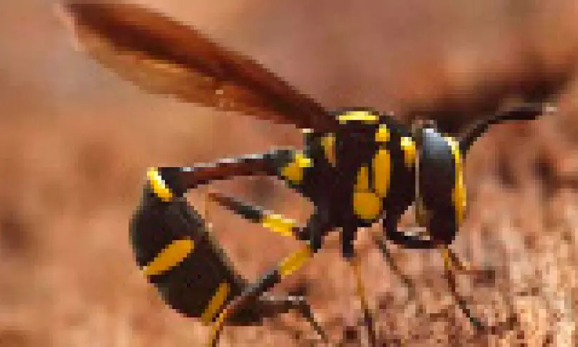 കണ്ടാൽ കടന്നൽ; കുത്തില്ല ഈ ഈച്ചകൾ കണ്ടാൽ കടന്നൽ; കുത്തില്ല ഈ ഈച്ചകൾ