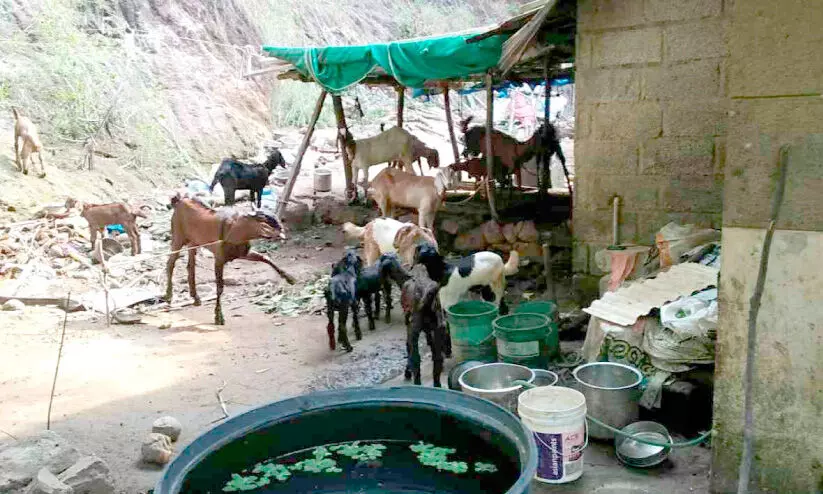 മൃഗസ്നേഹത്തിനുമുന്നിൽ കീഴടങ്ങി; സുരേഷിന് പൊന്നോമനകളെ കൈവിടാൻ വയ്യ ! മൃഗസ്നേഹത്തിനുമുന്നിൽ കീഴടങ്ങി; സുരേഷിന് പൊന്നോമനകളെ കൈവിടാൻ വയ്യ !