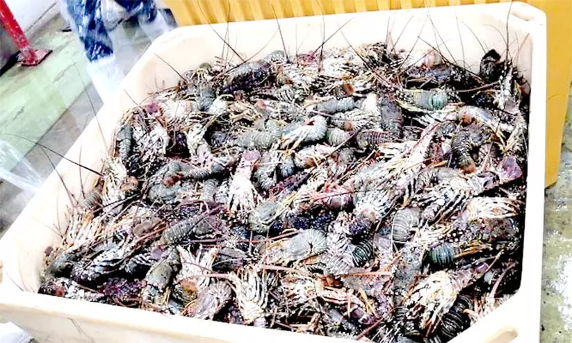 മൂന്ന് ടണ്ണിലധികം ചെമ്മീനുകൾ പിടിച്ചെടുത്തു; അനധികൃത മത്സ്യബന്ധനത്തിനെതിരെ നടപടി ശക്തമാക്കി മൂന്ന് ടണ്ണിലധികം ചെമ്മീനുകൾ പിടിച്ചെടുത്തു; അനധികൃത മത്സ്യബന്ധനത്തിനെതിരെ നടപടി ശക്തമാക്കി