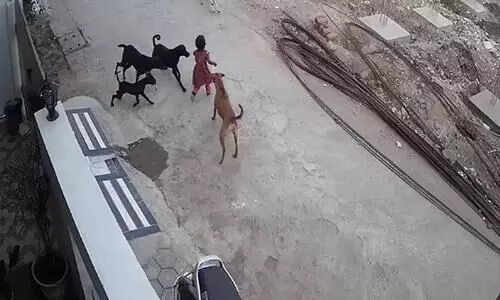 In Bhopal Four Year Old Girl Bitten Dragged By Dogs Hospitalised In Bhopal Four Year Old Girl Bitten Dragged By Dogs Hospitalised