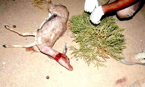 മൃ​ഗ​ങ്ങ​ളെ വേ​ട്ട​യാ​ട​ൽ; ന​ട​പ​ടി ശ​ക്ത​മാ​ക്കി അ​ധി​കൃ​ത​ർ