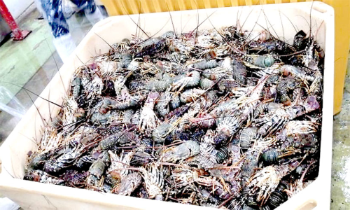 മൂ​ന്ന് ട​ണ്ണി​ല​ധി​കം ചെ​മ്മീ​നു​ക​ൾ പി​ടി​ച്ചെ​ടു​ത്തു; അ​ന​ധി​കൃ​ത മ​ത്സ്യ​ബ​ന്ധ​ന​ത്തി​നെ​തി​രെ ന​ട​പ​ടി ശ​ക്ത​മാ​ക്കി