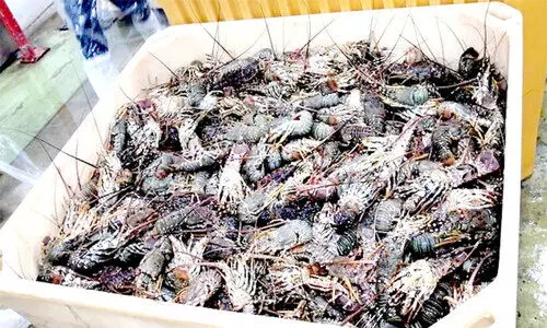 മൂ​ന്ന് ട​ണ്ണി​ല​ധി​കം ചെ​മ്മീ​നു​ക​ൾ പി​ടി​ച്ചെ​ടു​ത്തു; അ​ന​ധി​കൃ​ത മ​ത്സ്യ​ബ​ന്ധ​ന​ത്തി​നെ​തി​രെ ന​ട​പ​ടി ശ​ക്ത​മാ​ക്കി