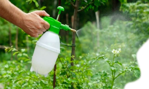 Fertilizer Famine Farmers in Distress