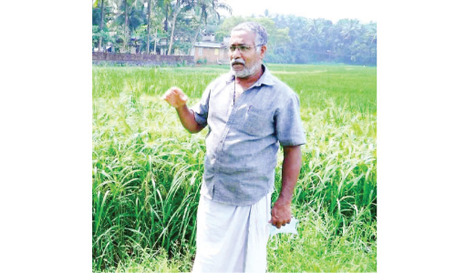 നെൽകൃഷിയിൽ പരീക്ഷണങ്ങളുമായി മോഡേൺ ബഷീർ