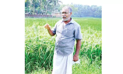 നെൽകൃഷിയിൽ പരീക്ഷണങ്ങളുമായി മോഡേൺ ബഷീർ