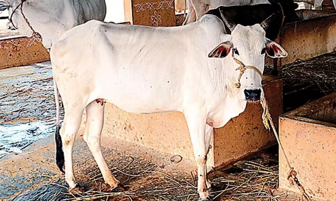 ഡൽഹിയിൽ പശുക്ഷേമ സമിതി ഡൽഹിയിൽ പശുക്ഷേമ സമിതി