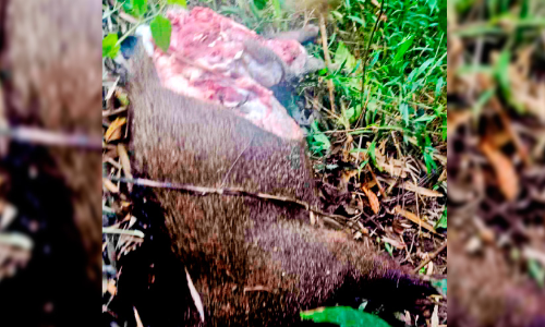 കട്ടയാട് കടുവ സാന്നിധ്യം; കാട്ടുപന്നിയെ കൊന്നു