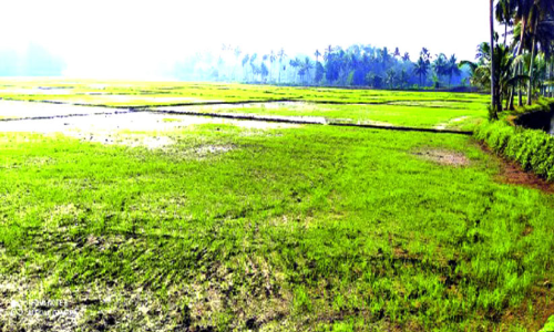 Fertilizer price hike is a setback