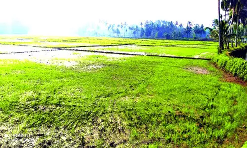 Fertilizer price hike is a setback