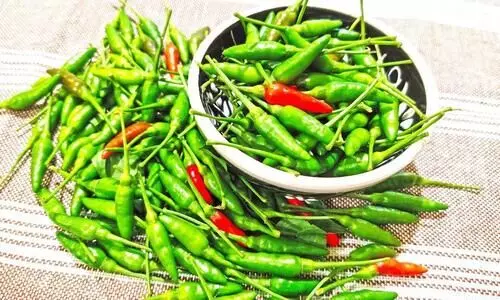 ഉപ്പിലിട്ട കാന്താരി