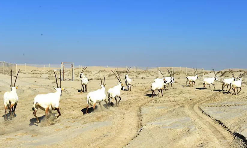 സീലൈനിൽ ആകർഷണമാവാൻ അറേബ്യൻ ഒറിക്സുകൾ സീലൈനിൽ ആകർഷണമാവാൻ അറേബ്യൻ ഒറിക്സുകൾ
