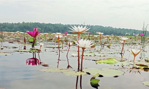 Ambel flowers in a small field