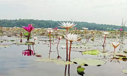 Ambel flowers in a small field