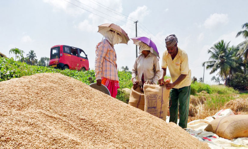 Adverse weather Paddy farmers in Kuttanad in distress