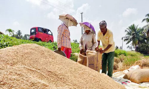 Adverse weather Paddy farmers in Kuttanad in distress