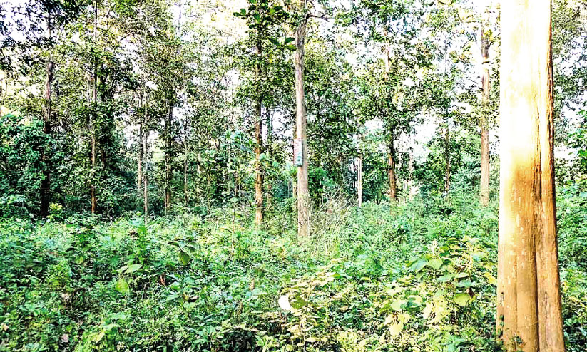 Nilambur teak Nilambur teak