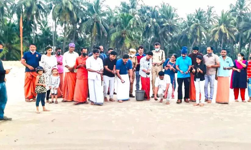 കരയിൽ വിരിയിച്ച കടലാമക്കുഞ്ഞുങ്ങൾ കടലിന്റെ മടിത്തട്ടിലേക്ക് നീന്തി കരയിൽ വിരിയിച്ച കടലാമക്കുഞ്ഞുങ്ങൾ കടലിന്റെ മടിത്തട്ടിലേക്ക് നീന്തി