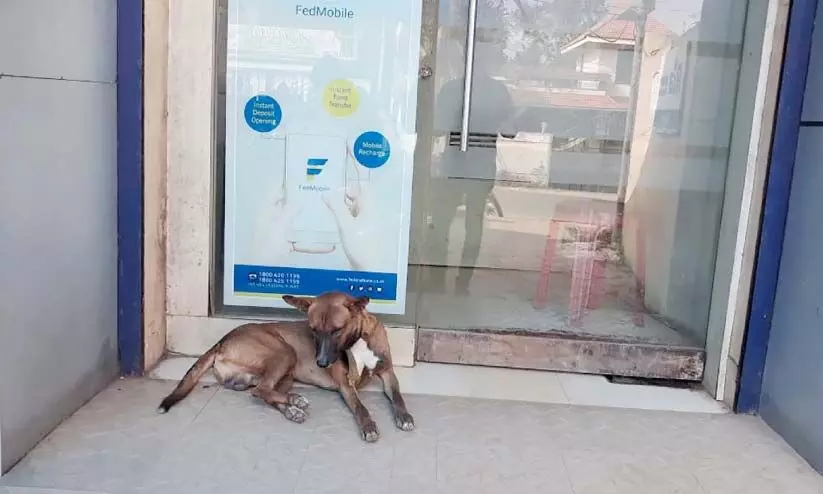 യജമാനനെ കാത്ത് നായ് മാസങ്ങളായി ബാങ്കിന് മുന്നിൽ യജമാനനെ കാത്ത് നായ് മാസങ്ങളായി ബാങ്കിന് മുന്നിൽ