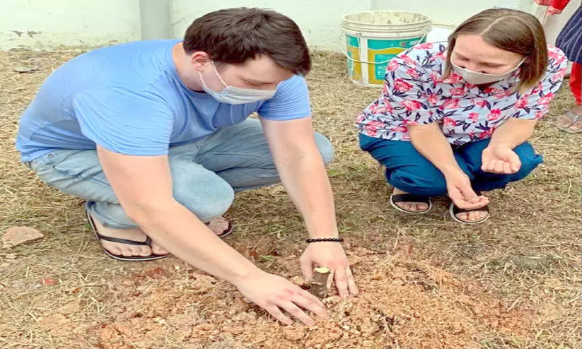 Tapioca cultivation MG with new experiment Tapioca cultivation MG with new experiment