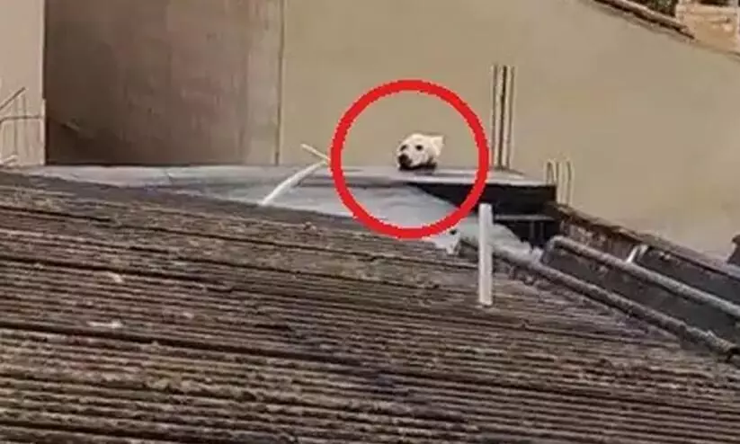 cat that looks like a dog