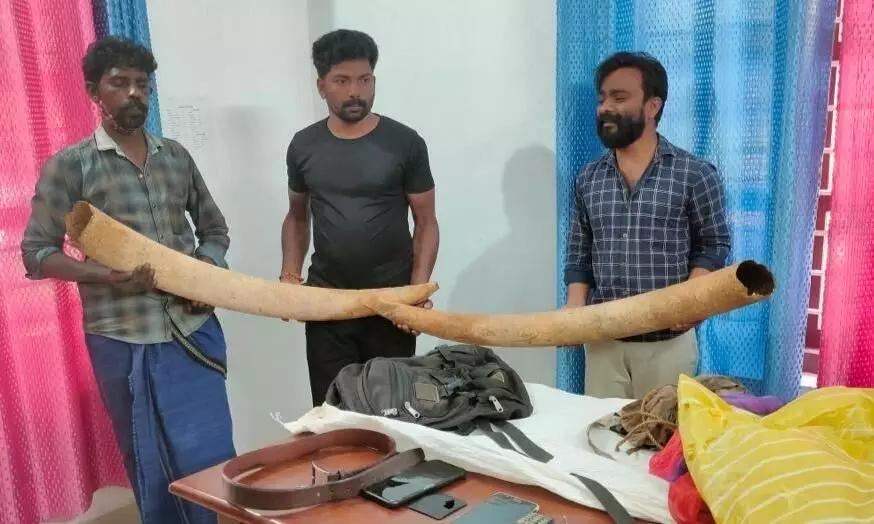 മാനന്തവാടിയിൽ നിന്നും ആനക്കൊമ്പുമായി മൂന്ന് പേർ പിടിയിൽ