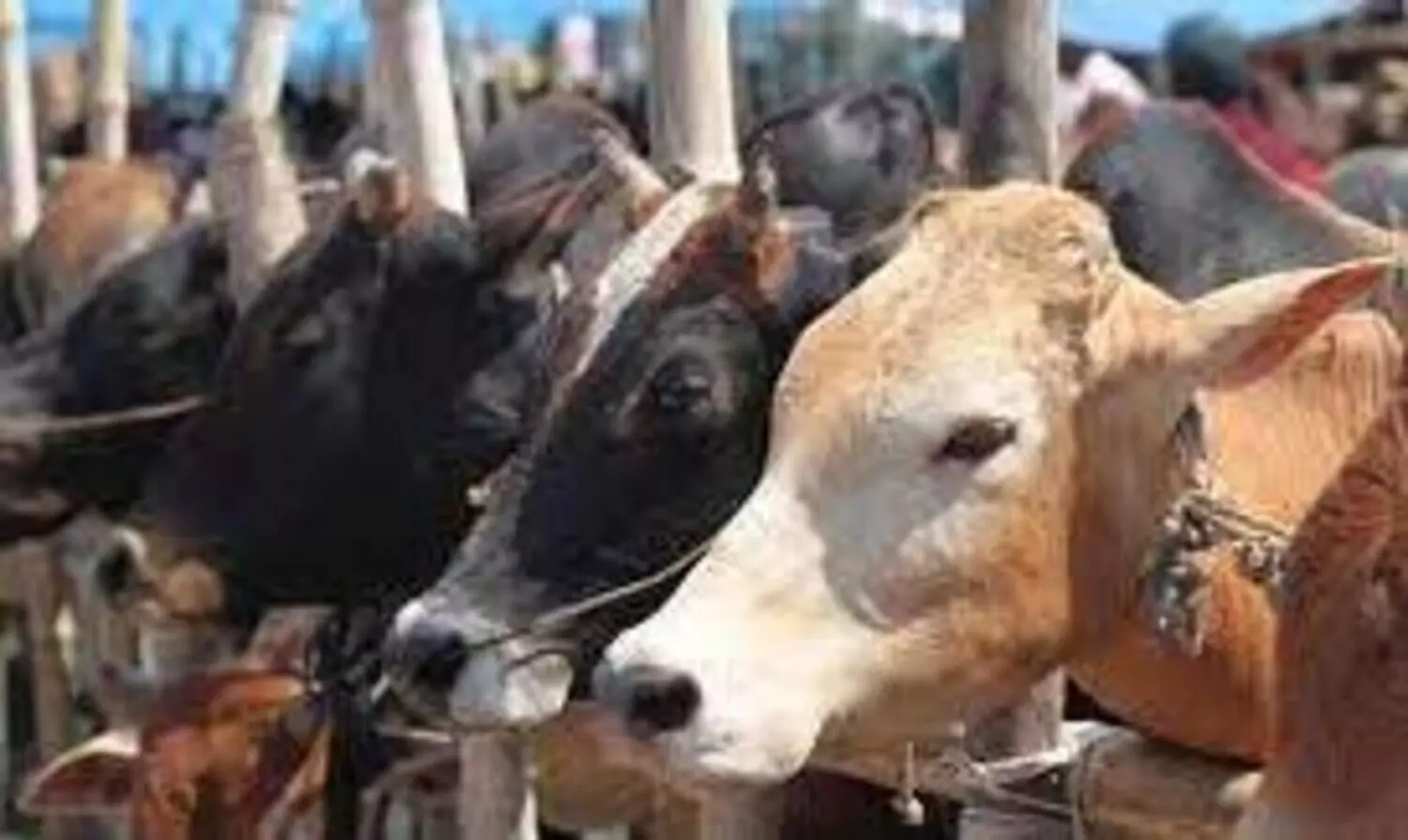 വീട്ടിലെ പശുക്കളെ പറ്റി അറിയാം; ബയോഡാറ്റയും ലൊക്കേഷനും ഒറ്റ ക്ലിക്കില്‍