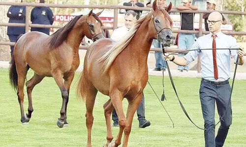 അജ്മാൻ കുതിര പ്രദർശനത്തിന് ഇന്ന് തുടക്കമാകും