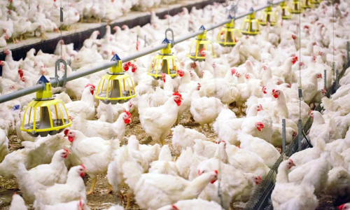 ബ്രി​ട്ട​നി​ൽ​നി​ന്ന്​ പ​ശു, പോ​ള​ണ്ടി​ൽ​നി​ന്ന്​ പ​ക്ഷി ഇ​റ​ക്കു​മ​തി​ക്ക്​ വി​ല​ക്ക്​