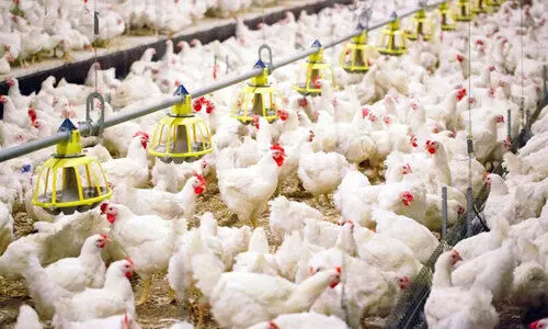 ബ്രി​ട്ട​നി​ൽ​നി​ന്ന്​ പ​ശു, പോ​ള​ണ്ടി​ൽ​നി​ന്ന്​ പ​ക്ഷി ഇ​റ​ക്കു​മ​തി​ക്ക്​ വി​ല​ക്ക്​