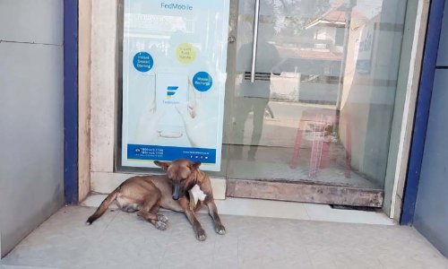 യജമാനനെ കാത്ത് നായ്​ മാസങ്ങളായി ബാങ്കിന് മുന്നിൽ