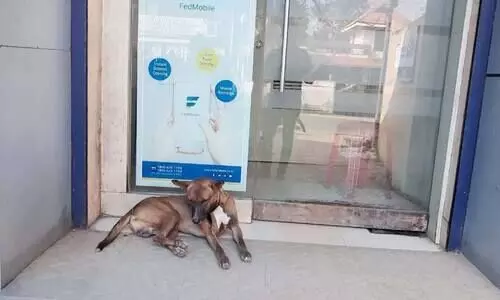 യജമാനനെ കാത്ത് നായ്​ മാസങ്ങളായി ബാങ്കിന് മുന്നിൽ