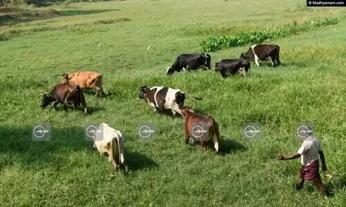 വെള്ളമിറങ്ങി, ഇനി മേഞ്ഞ് നടക്കാം...