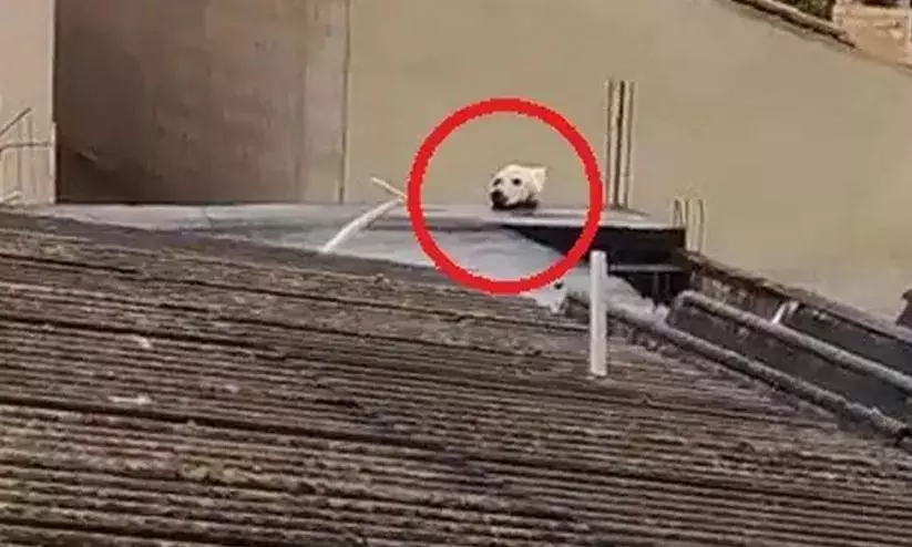 cat that looks like a dog