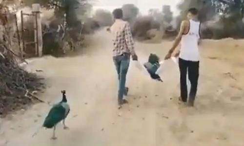 ഇനിയില്ല ഇണ...-ആൺമയിലിന്‍റെ ജഡത്തെ അനുഗമിച്ച്​ പെൺമയിൽ; നൊമ്പരപ്പെടുത്തും ഈ വൈറൽ വീഡിയോ