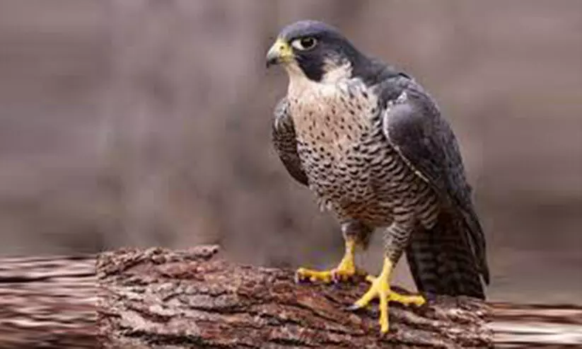 ഫാൽക്കണുകളുടെ ഉടമസ്ഥാവകാശ പദവി ശരിയാക്കാം ഫാൽക്കണുകളുടെ ഉടമസ്ഥാവകാശ പദവി ശരിയാക്കാം