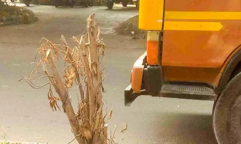 മെട്രോയുടെ തണൽമരങ്ങൾ വെട്ടിനശിപ്പിക്കുന്നു; പുൽതകിടികൾക്ക് തീയിടുന്നു മെട്രോയുടെ തണൽമരങ്ങൾ വെട്ടിനശിപ്പിക്കുന്നു; പുൽതകിടികൾക്ക് തീയിടുന്നു